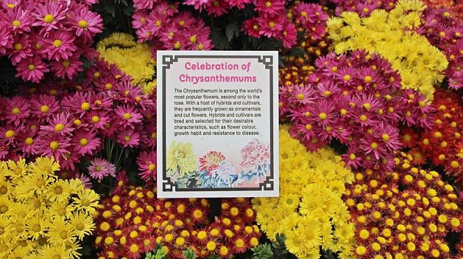 [EXPLORE SG] “Celebration of Chrysanthemums” GARDEN TRAIL 2015