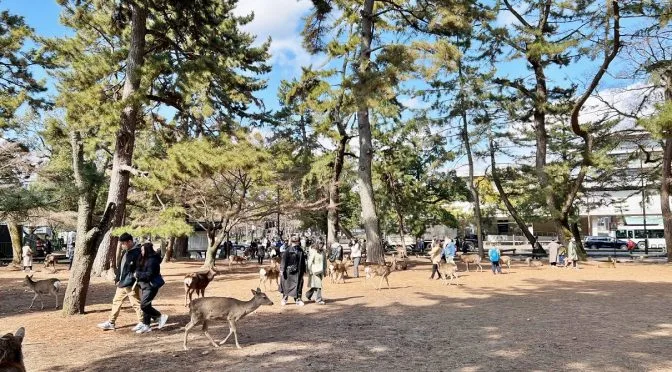 [Japan Travels] A Perfect Day in Nara: One-Day Trip Itinerary for Exploring History, Deer, and Culture